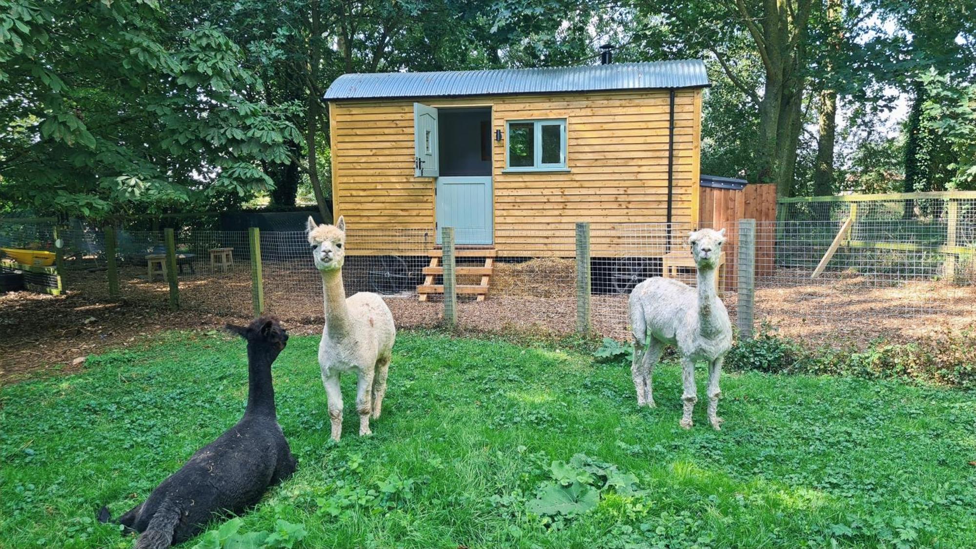 Horsley Hale Farm Glamping Hotel Ely Exterior photo
